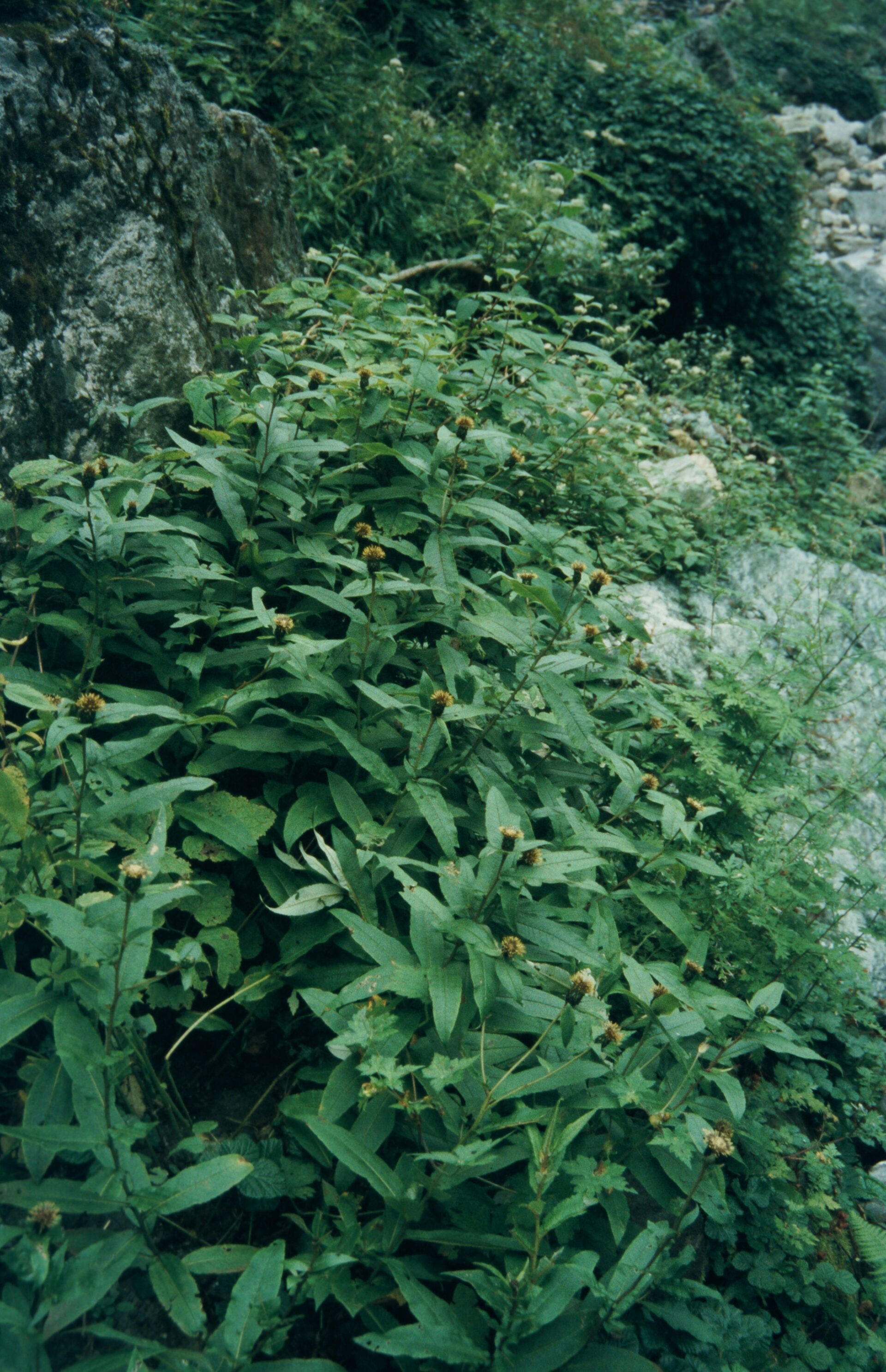 Saussurea fastuosa — Asteraceae