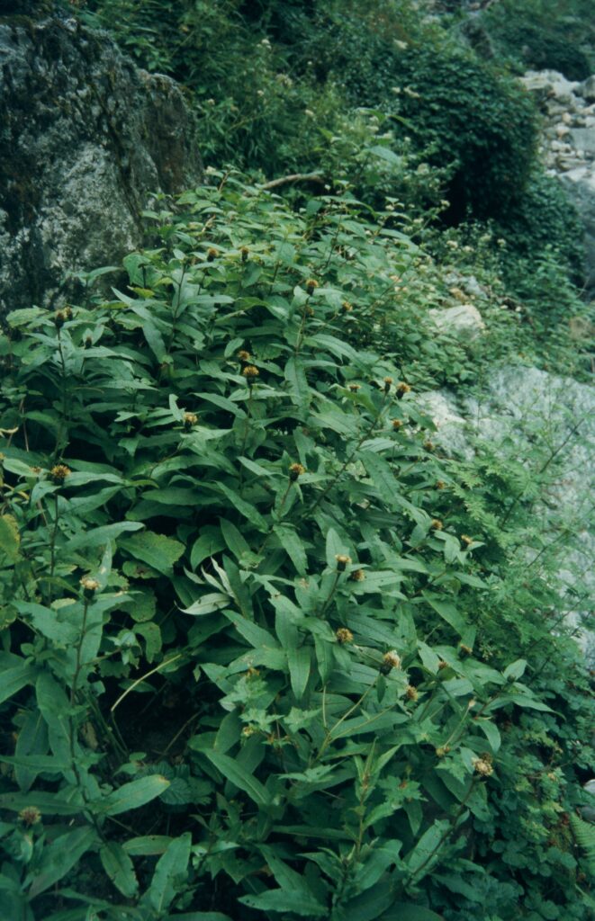 Garw 2005 170 ergebnis