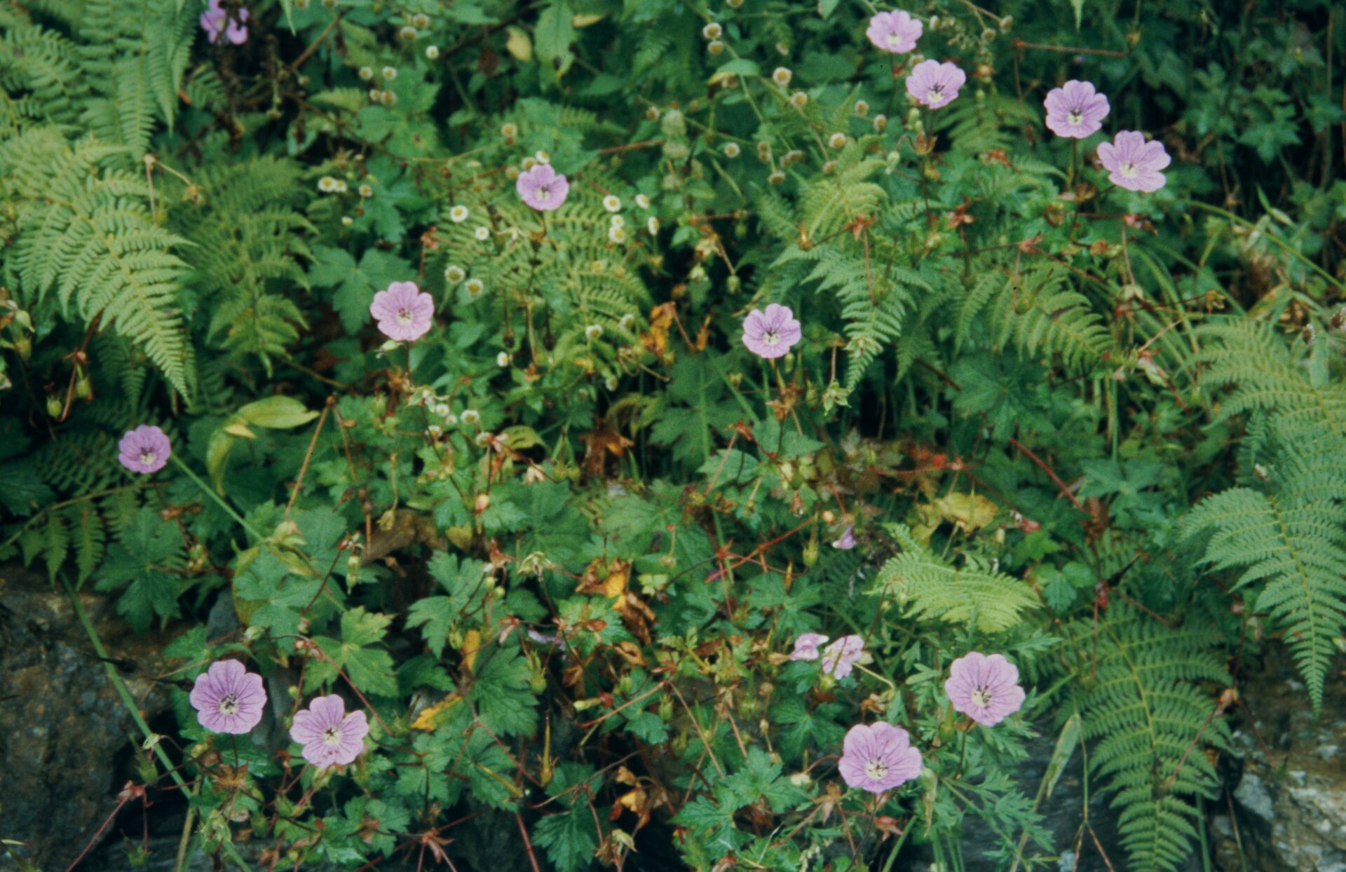 Geranium wallichianum — Geraniaceae