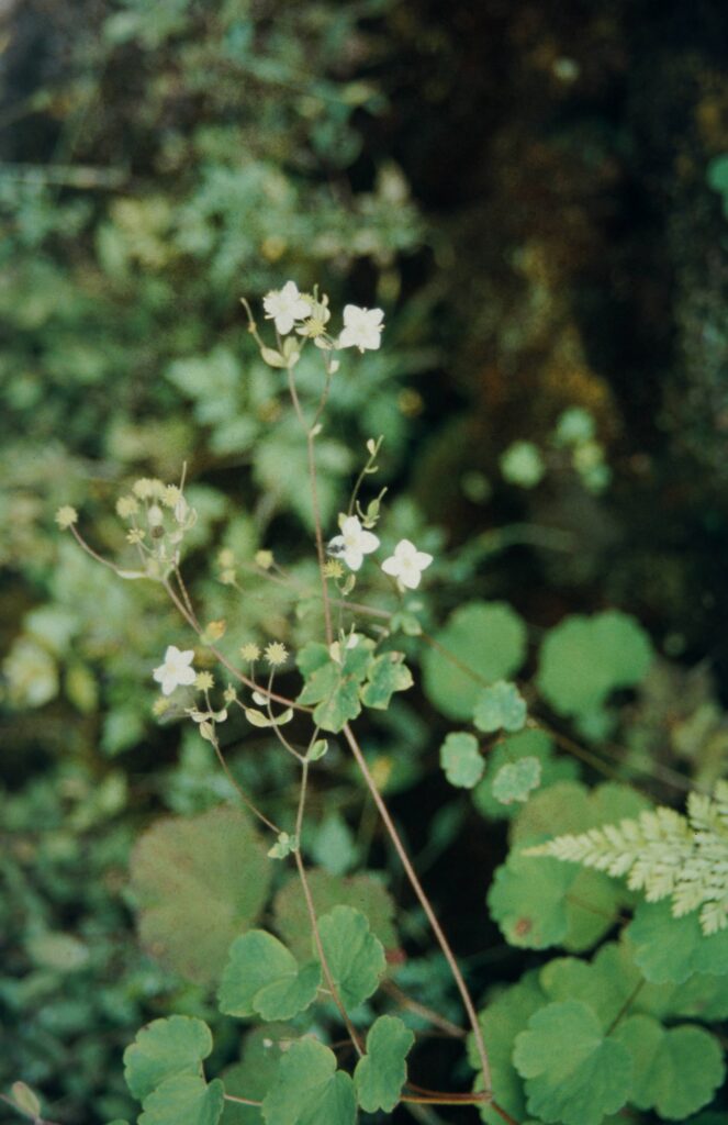 Garw 2005 277 ergebnis