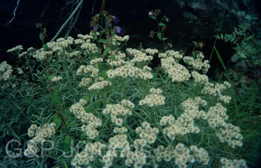 Garw 2005 50 ergebnis