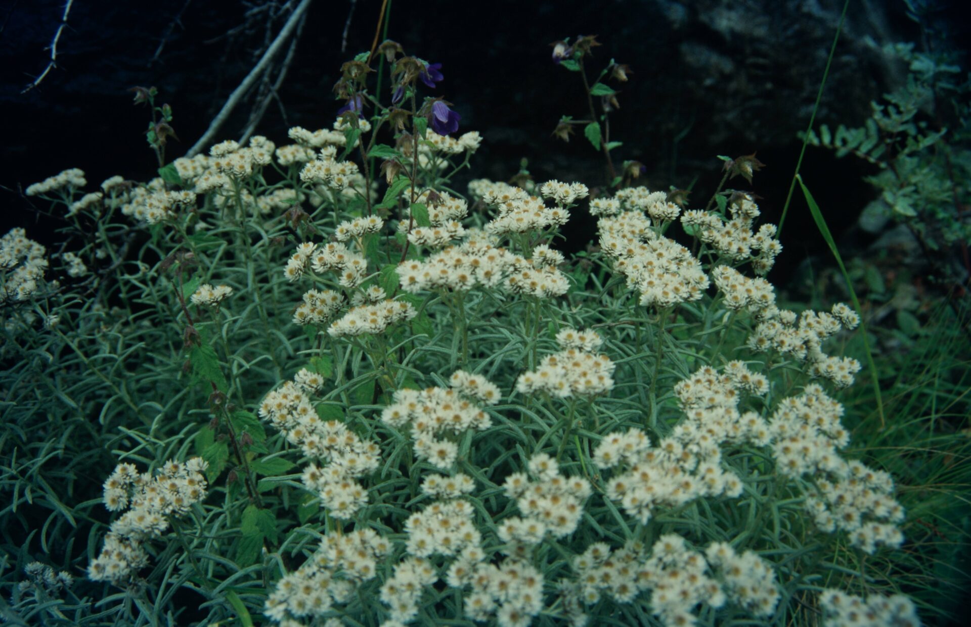 Anaphalis royleana — Asteraceae