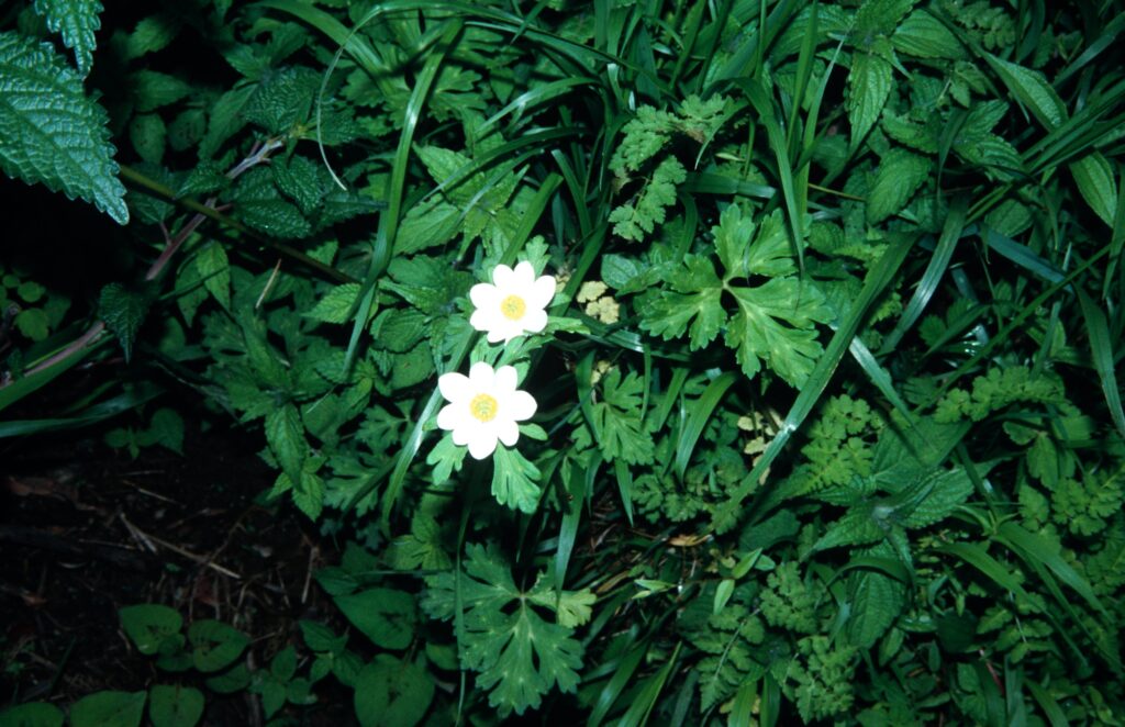 Nepal 2001 433 ergebnis
