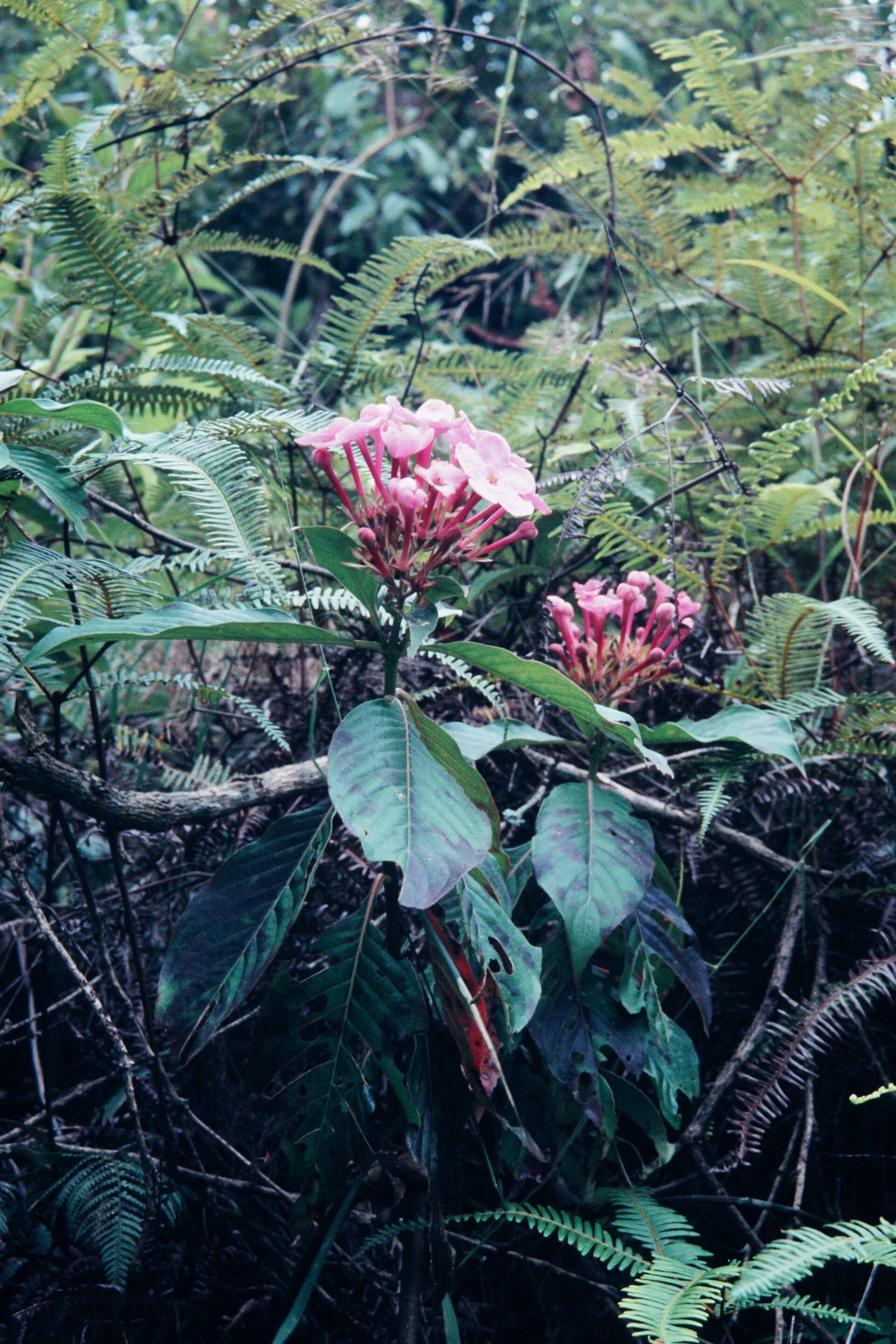 Luculia grandifolia