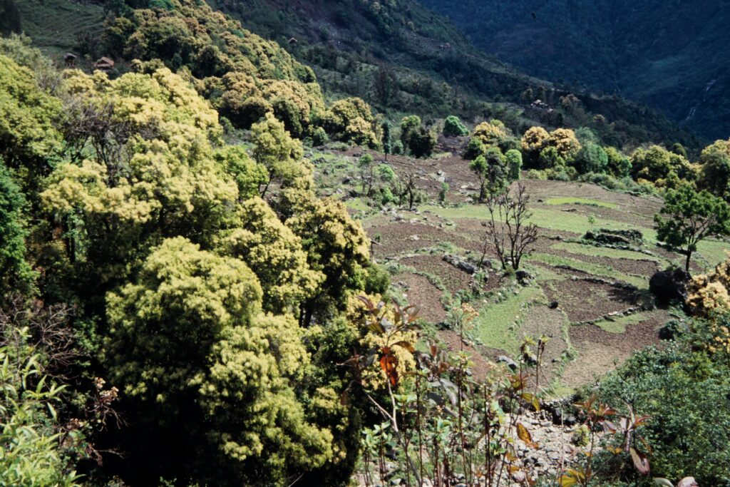 Nepal 97 413 P797 ergebnis