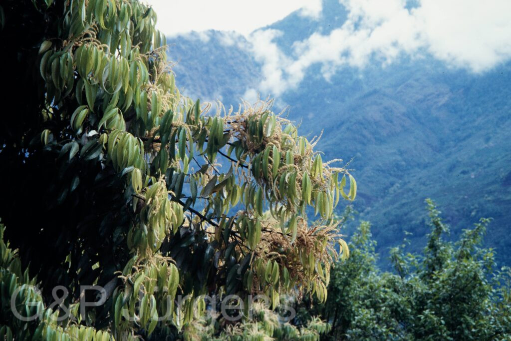 Nepal 97 414 P800 ergebnis
