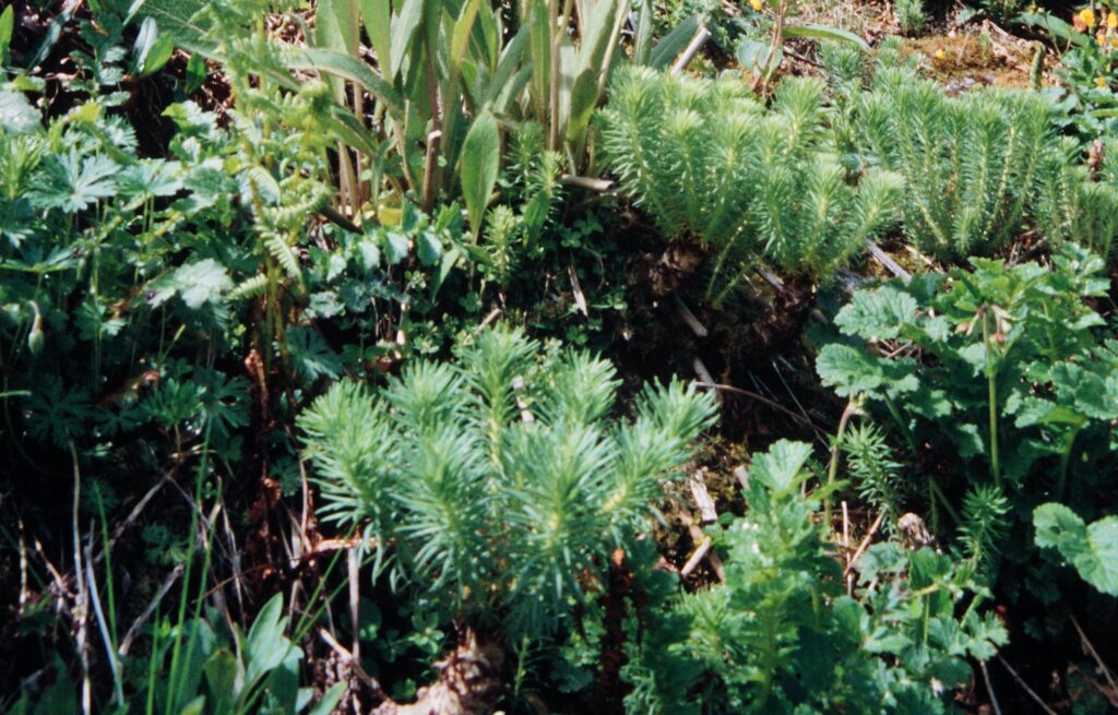 Nepal 99 261 ergebnis