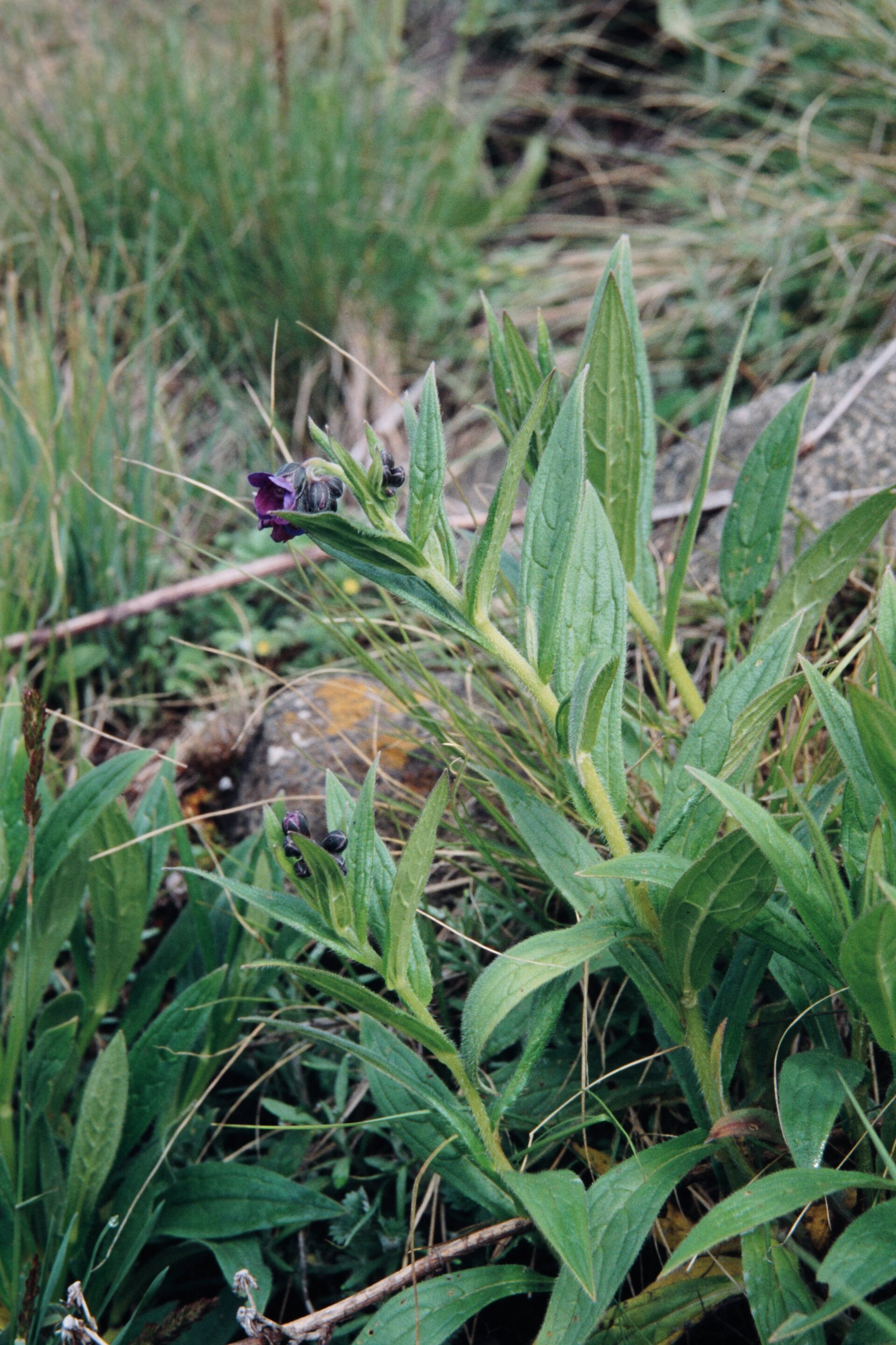 Lindelofia longiflora — Boraginaceae