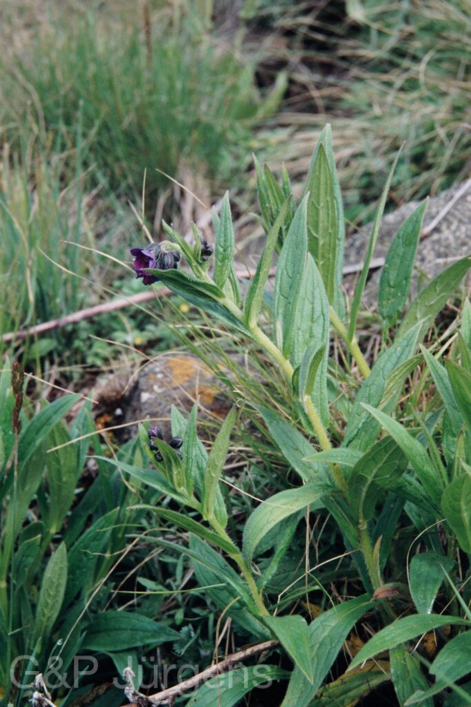Nepal 99 350 ergebnis