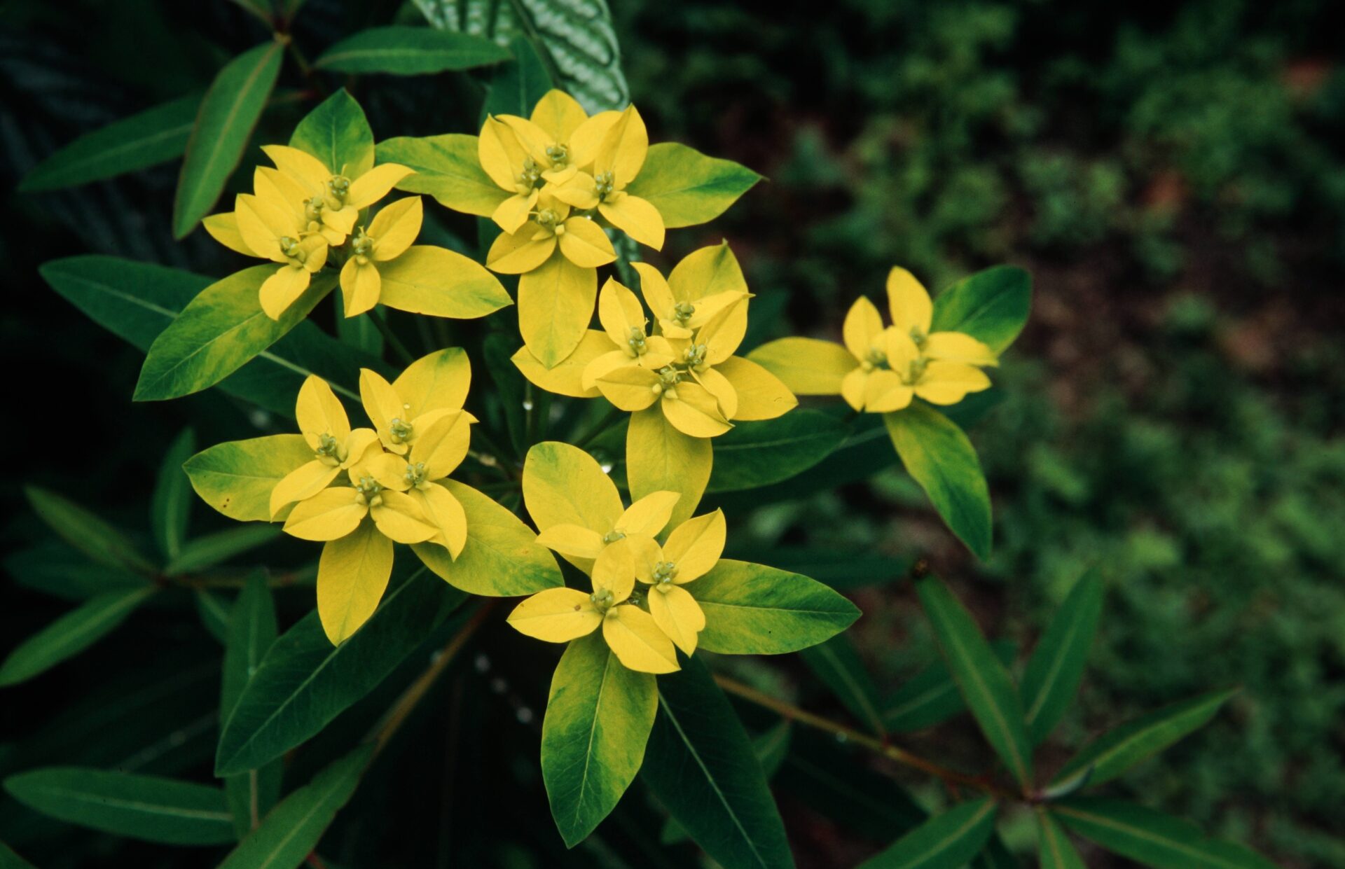 Euphorbia pseudosikkimensis — Euphorbiaceae