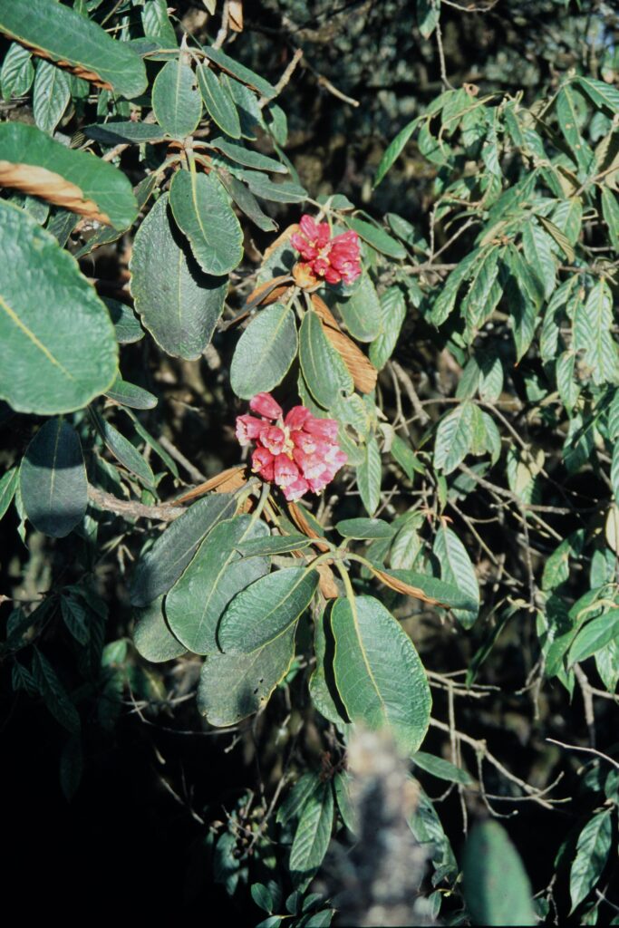 Sikkim2004 31 P53 ergebnis