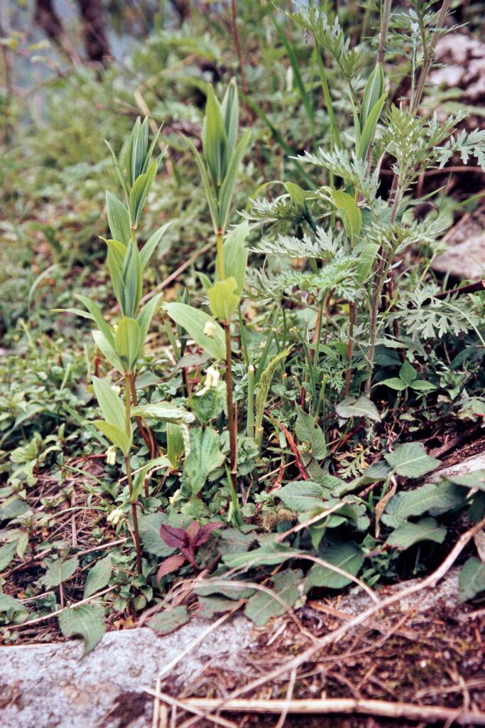 Garh 07 101 ergebnis