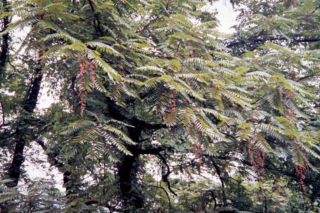 Garh 07 283 ergebnis