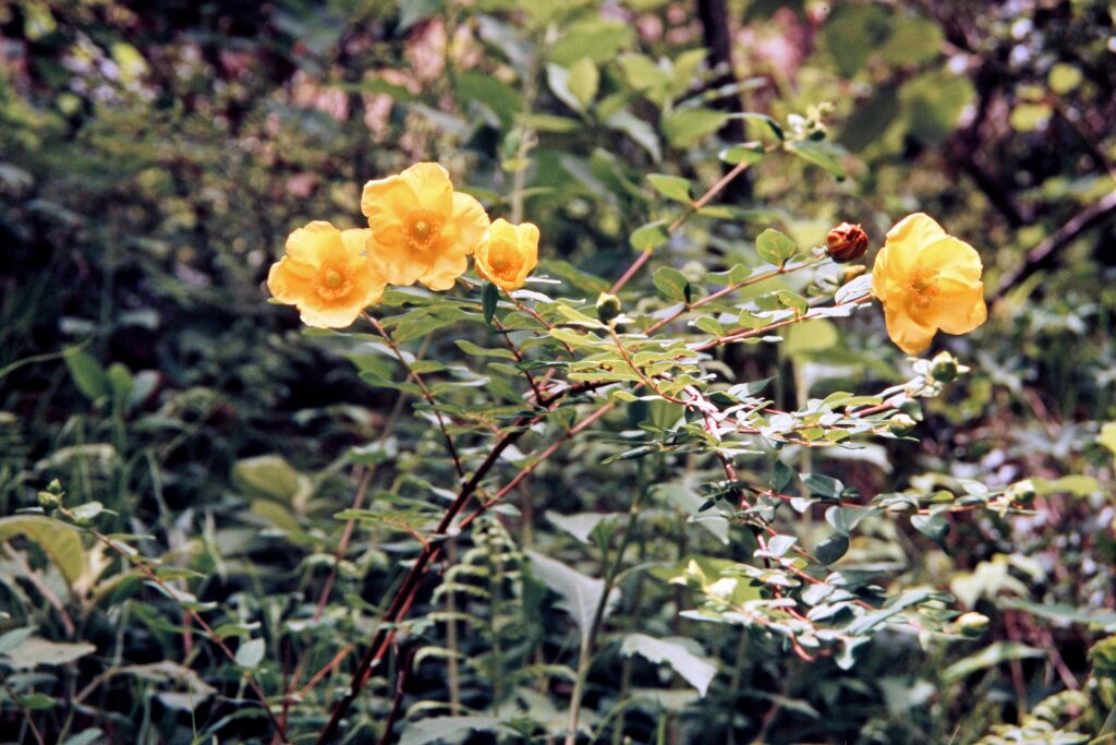 Garh 07 321JPG ergebnis