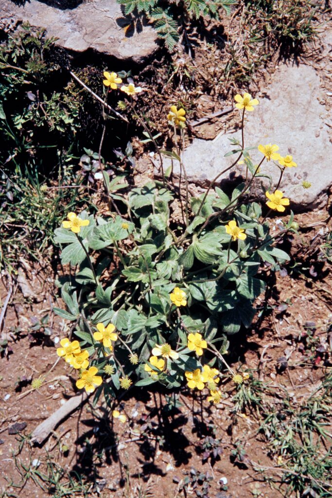 Garh 07 47 ergebnis