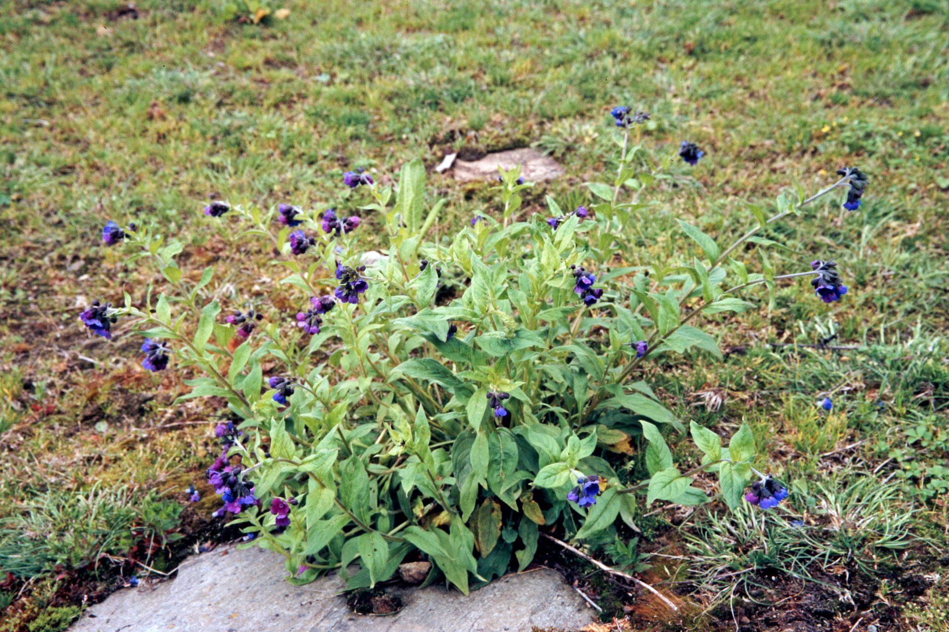 Cynoglossum microglochin — Boraginaceae