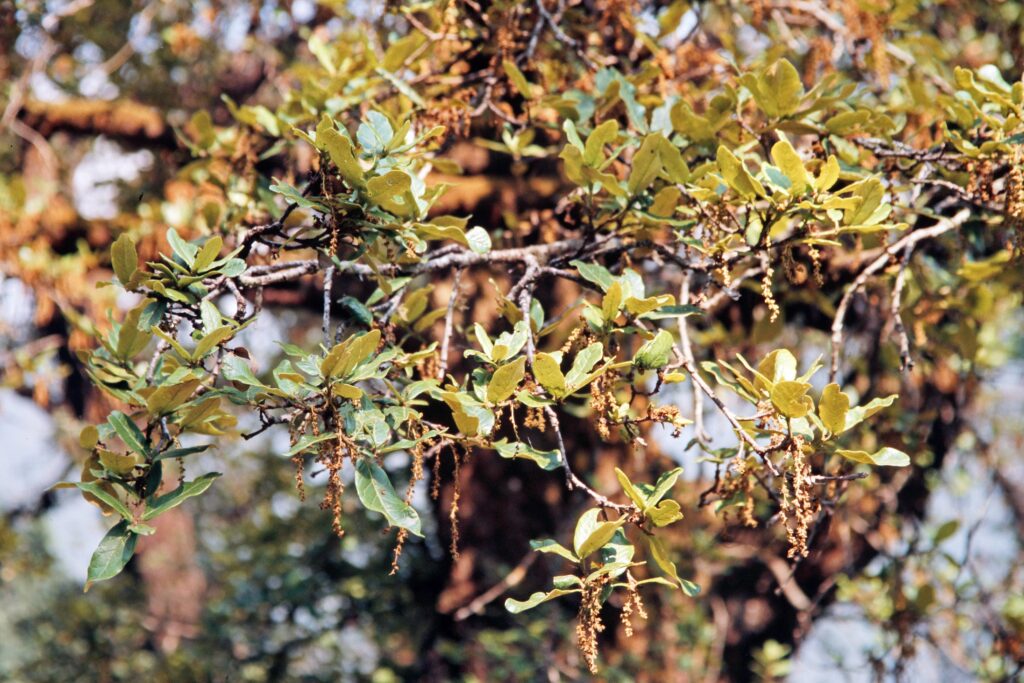 Garh 07 98 ergebnis