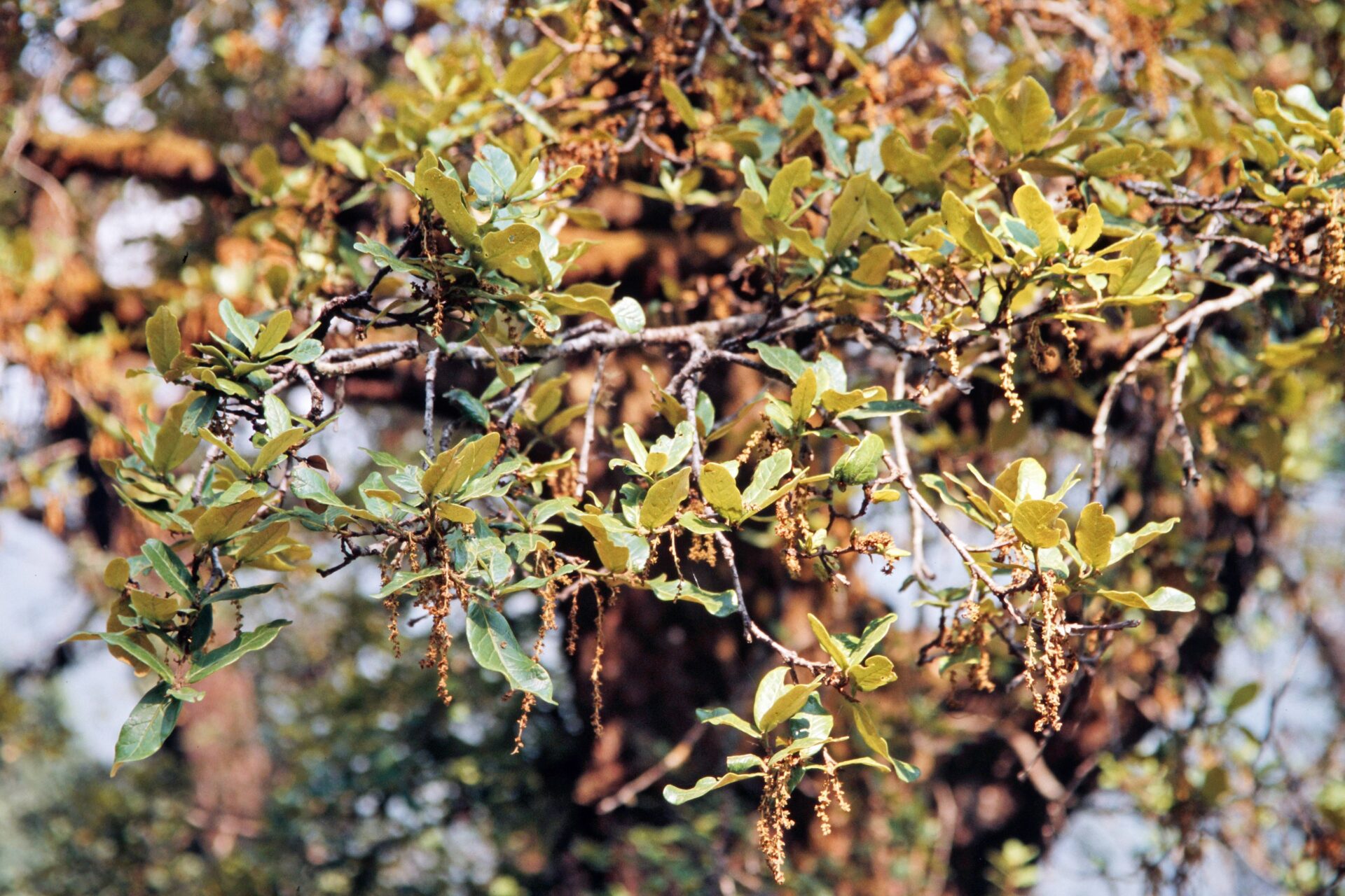 Quercus floribunda — Fagaceae