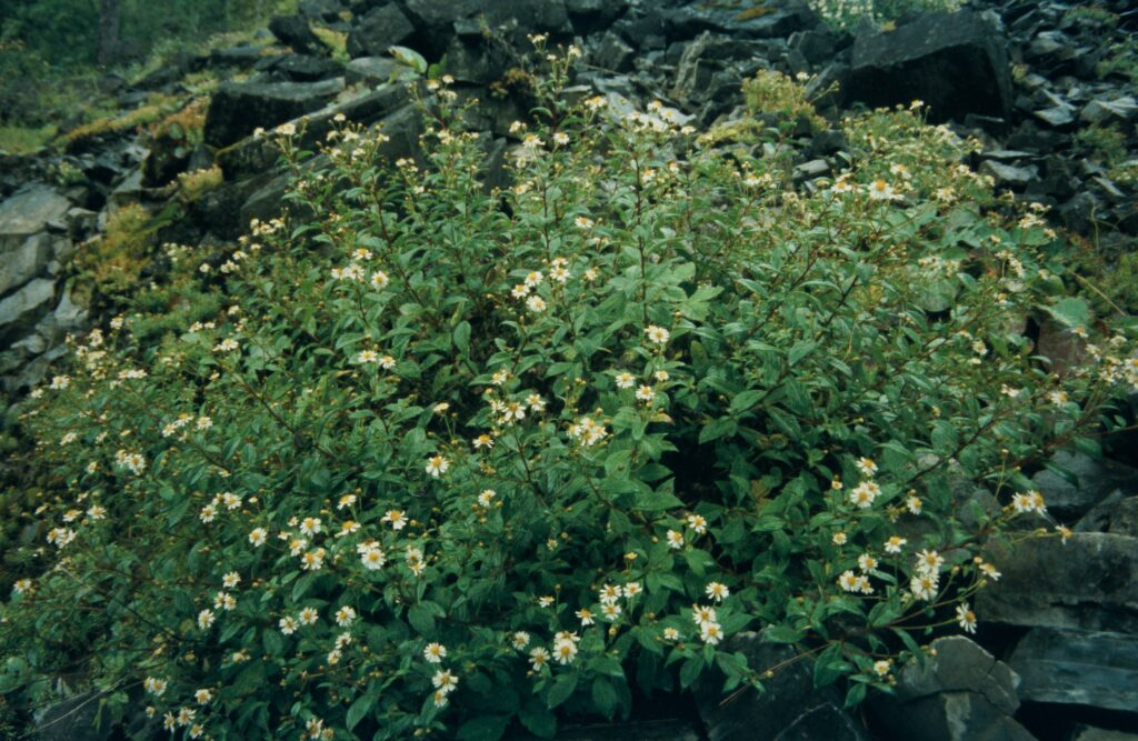 Garw 2005 265 ergebnis