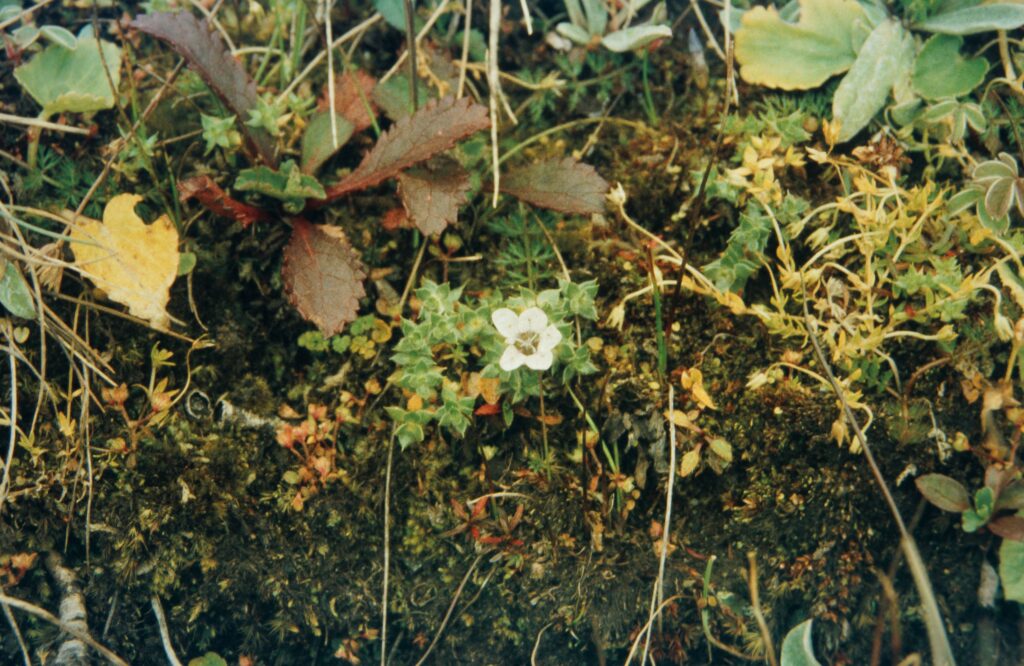 Garw 2005 333 ergebnis