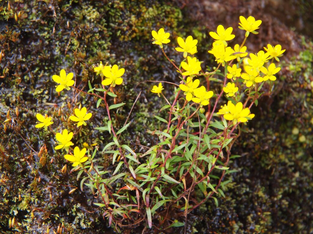 Bhutan2012 917 ergebnis