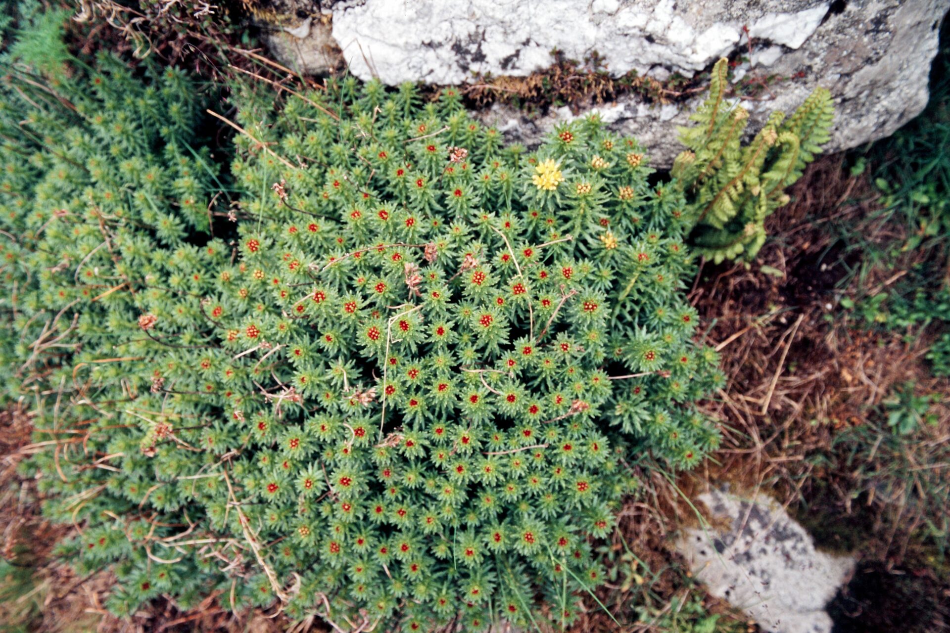 Rhodiola fastigiata — Crassulaceae