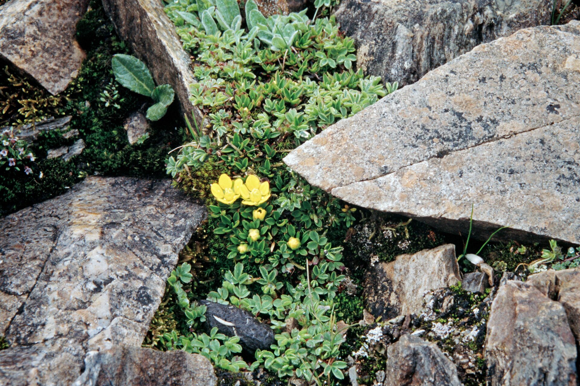 Saxifraga caveana — Saxifragaceae