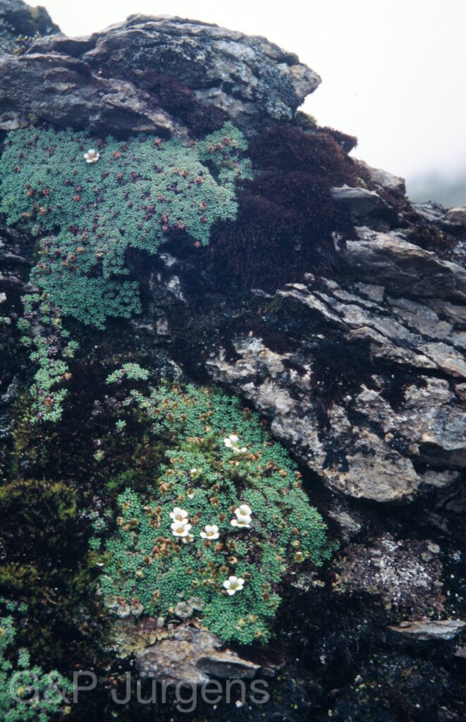 Nepal 99 823 ergebnis