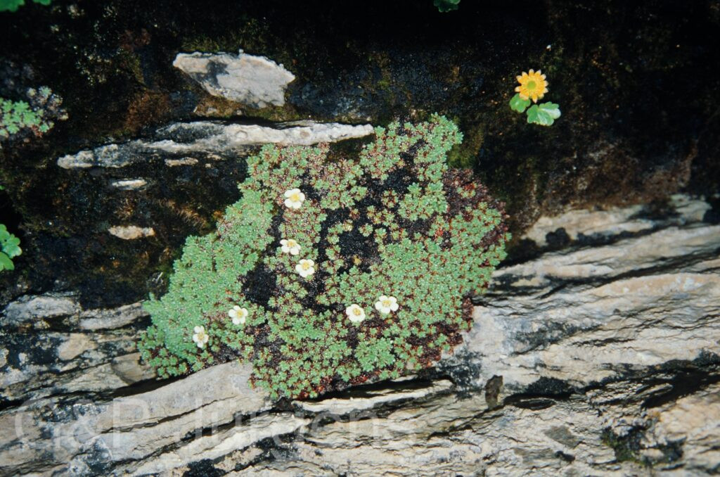 Nepal 99 824 ergebnis