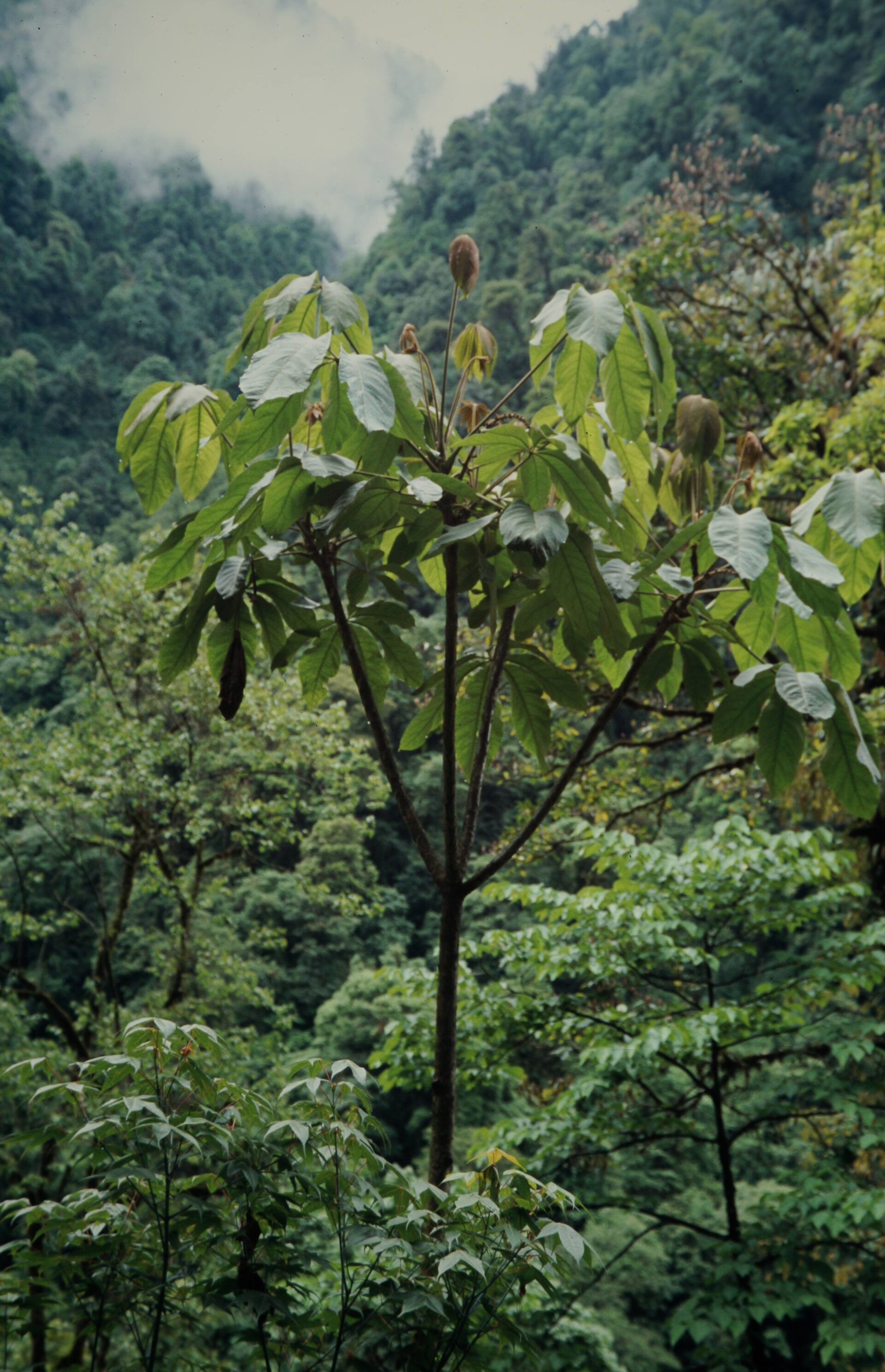 Heptapleurum rhododendrifolium — Araliaceae