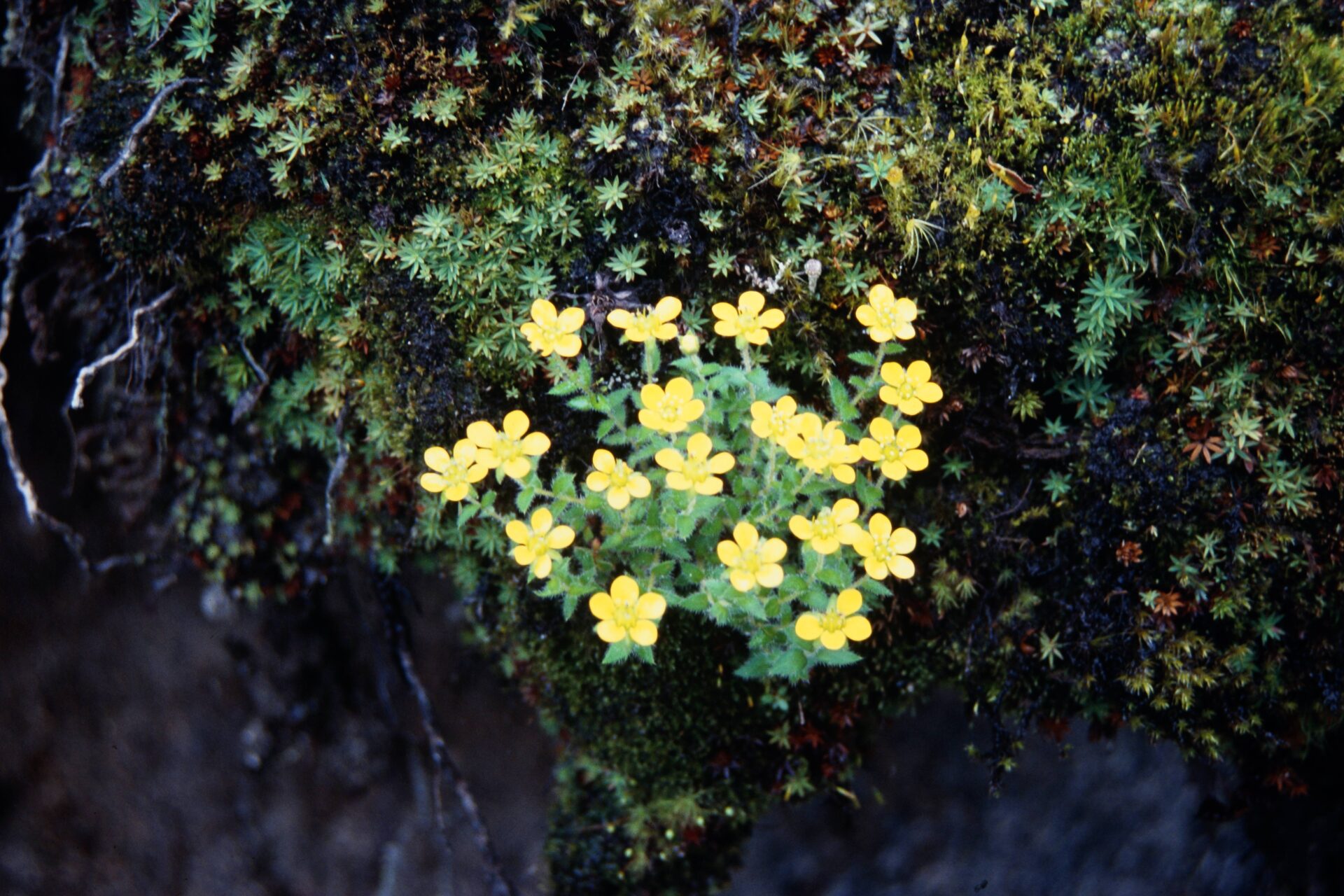 Saxifraga stella-aurea — Saxifragaceae