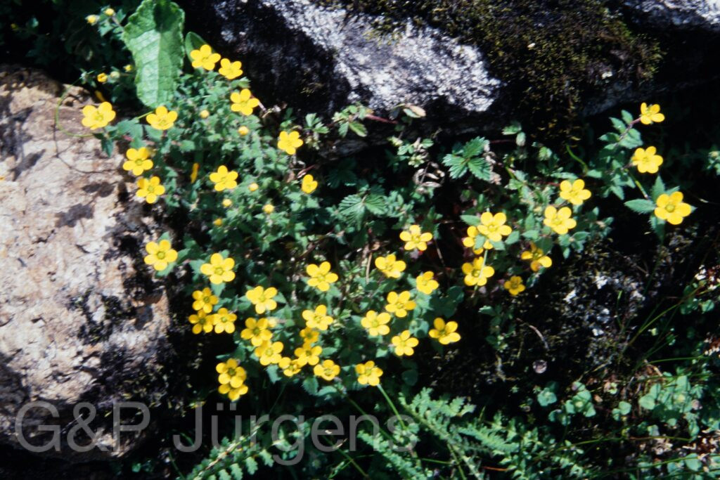 Sikkim2003 201 G281 ergebnis
