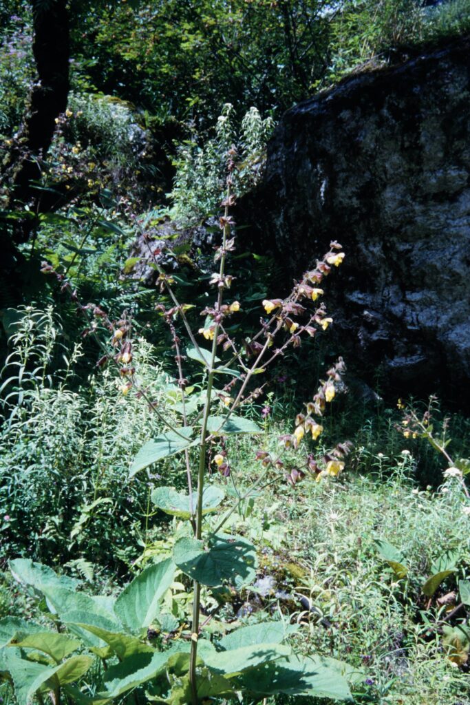 Sikkim2003 359 P502 ergebnis