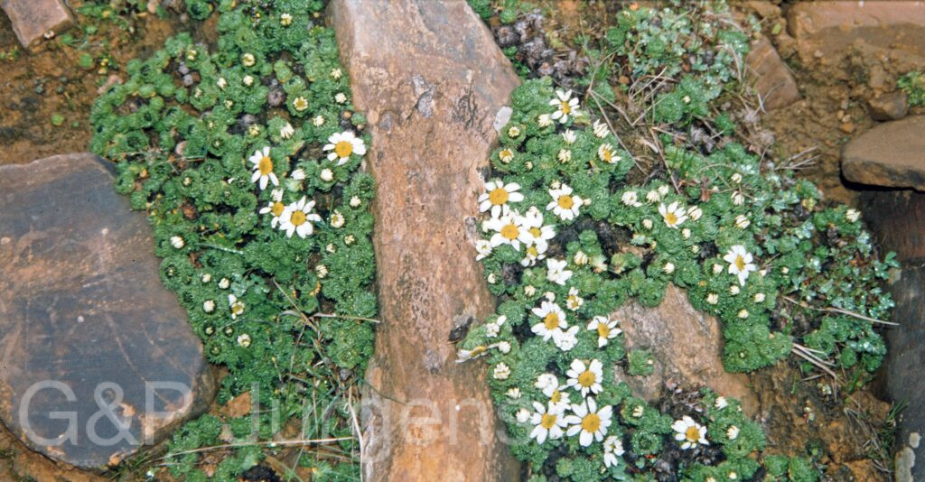 Nepal 99 659 ergebnis