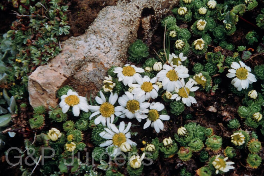 Nepal 99 660 ergebnis