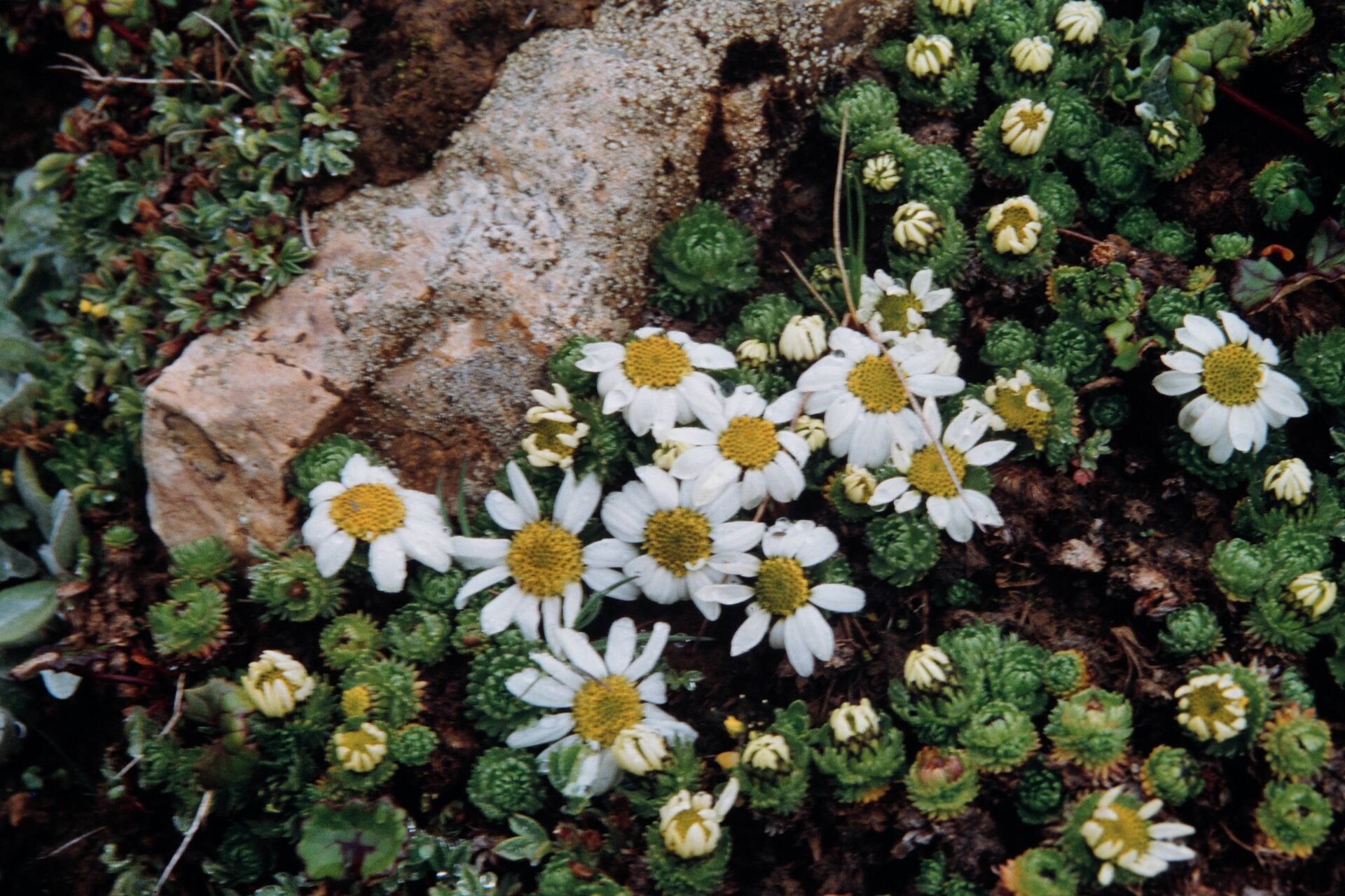 Allardia stoliczkai — Asteraceae