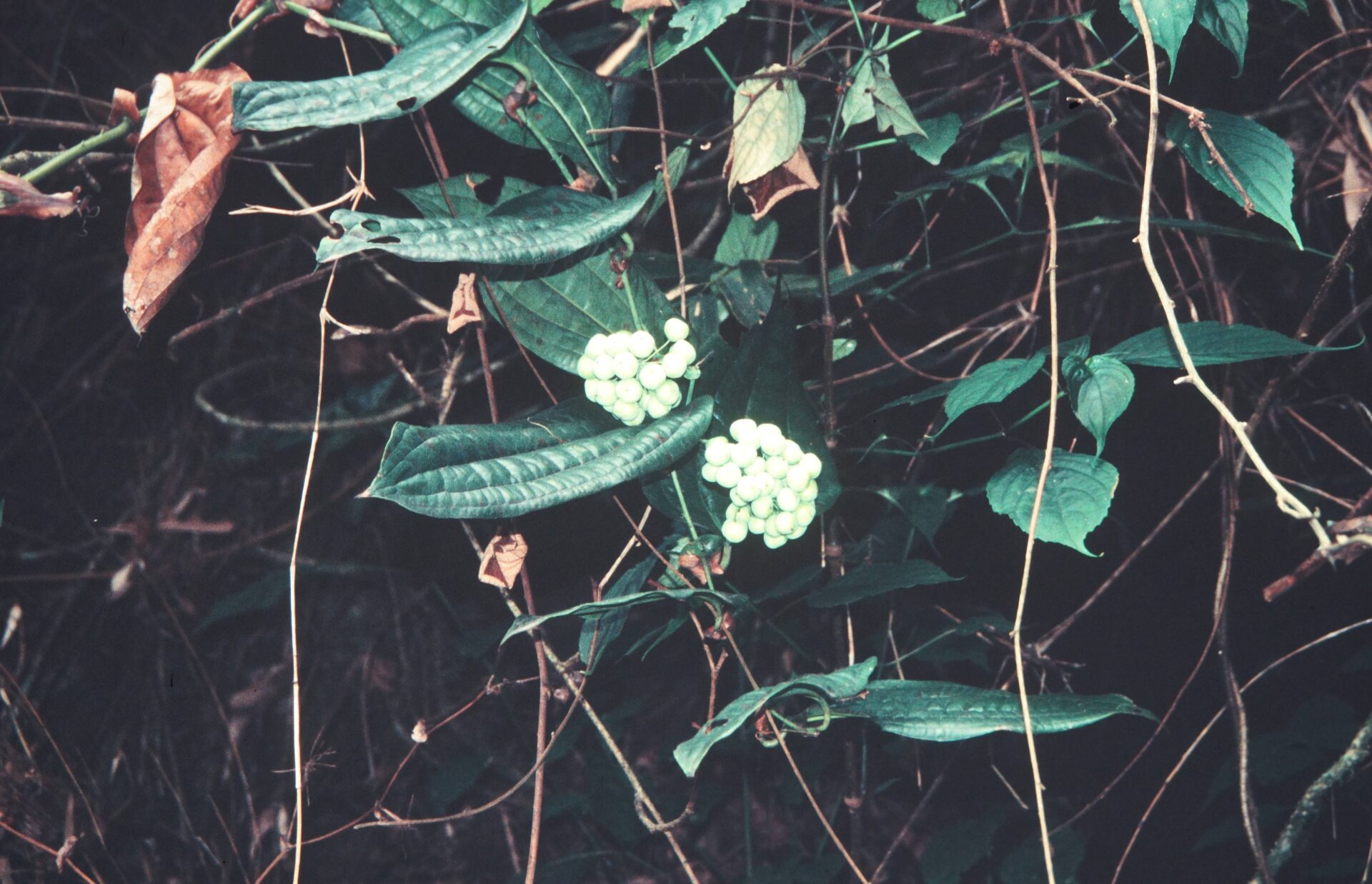 Smilax wallichii — Smilacaceae
