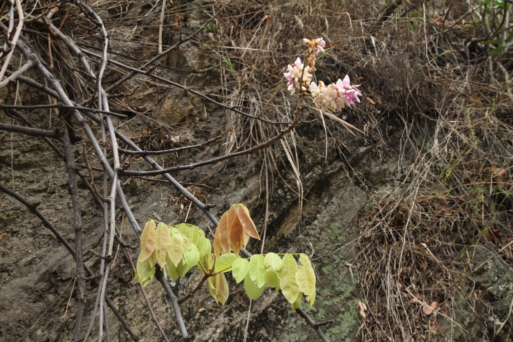 Bhutan2014 68 ergebnis