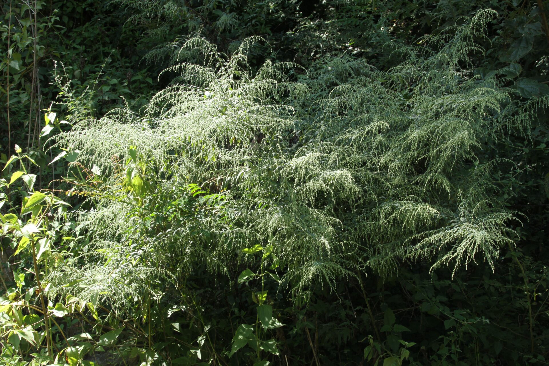 Artemesia bhutanica — Asteraceae