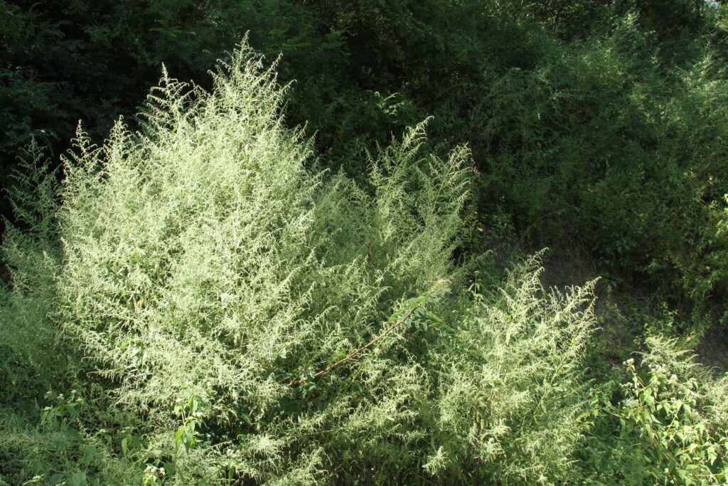 Bhutan2015 311 ergebnis