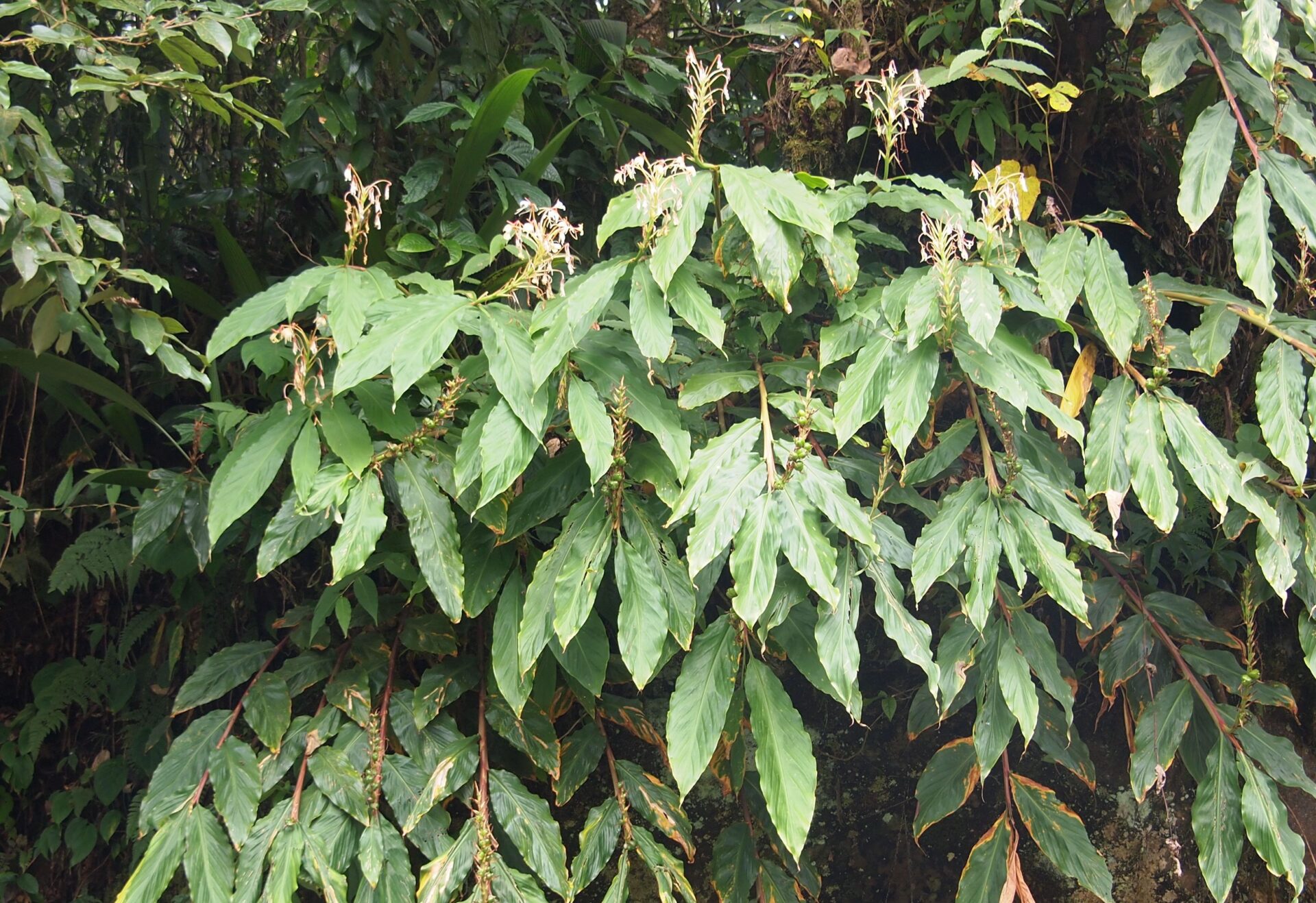 Hedychium coronarium